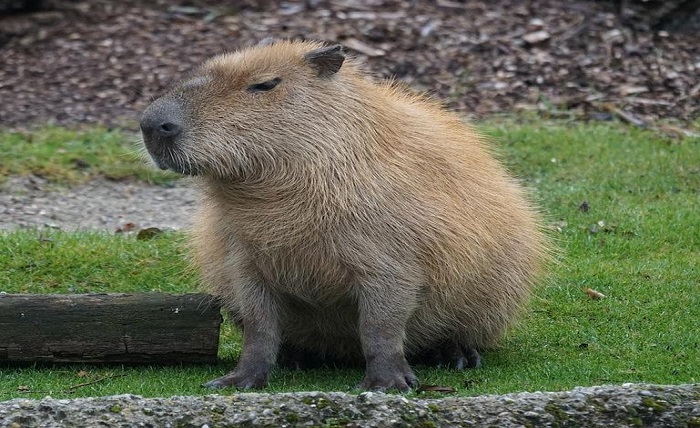 Capybara Plush