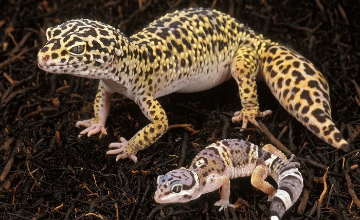 Leopard Gecko Cute